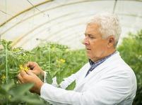 Elderly man in white coat examining tomato plant inside a greenhouse