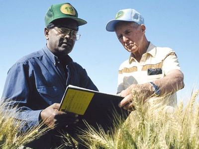 Two men in caps standing in a wheat field examining a notebook