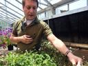Man examining and touching potted plants inside a greenhouse