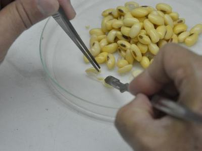 Hands using forceps and scalpel to dissect yellow beans on a glass petri dish