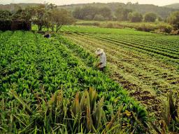 Worker bent over tending leafy crops in rows on a rural farm field