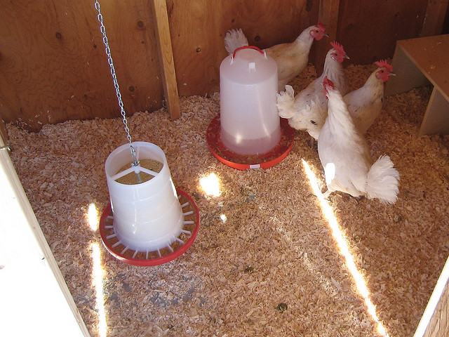 Chicken food dispensers with several chickens near by