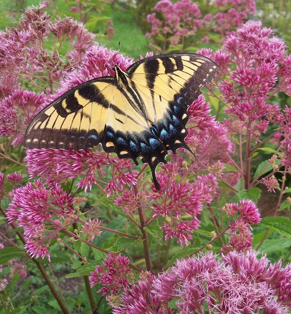 Tiger swallowtail nectaring on Joe Pye Weed.