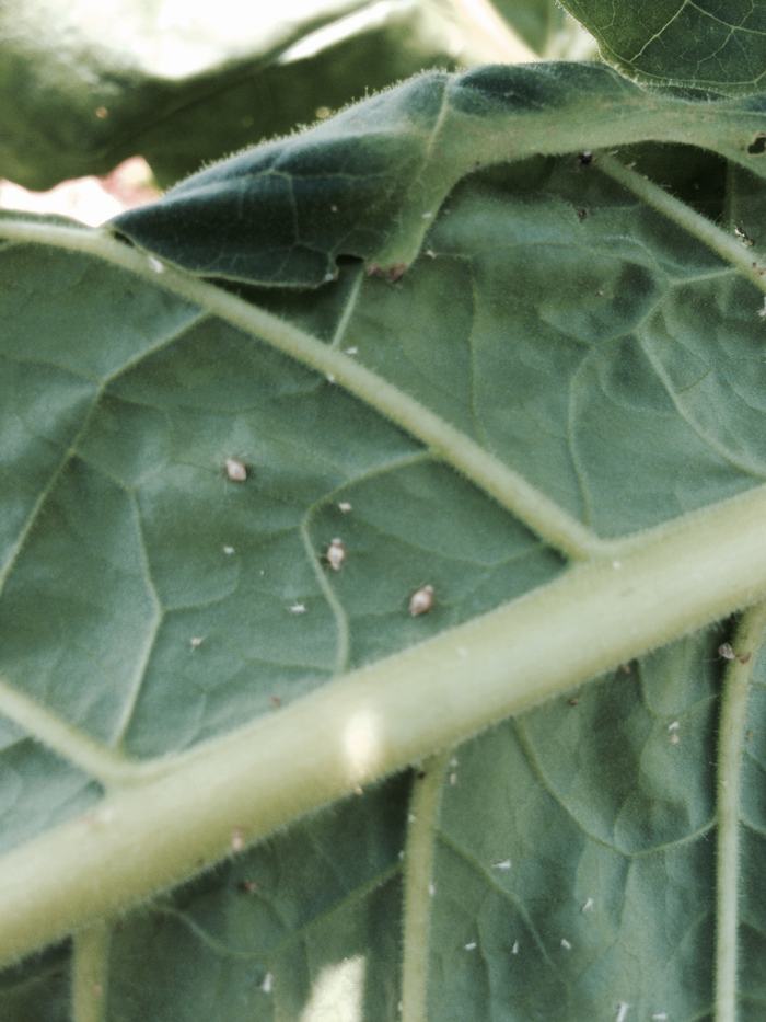 Parasitized aphid mummies. Photo: Jeremy Slone