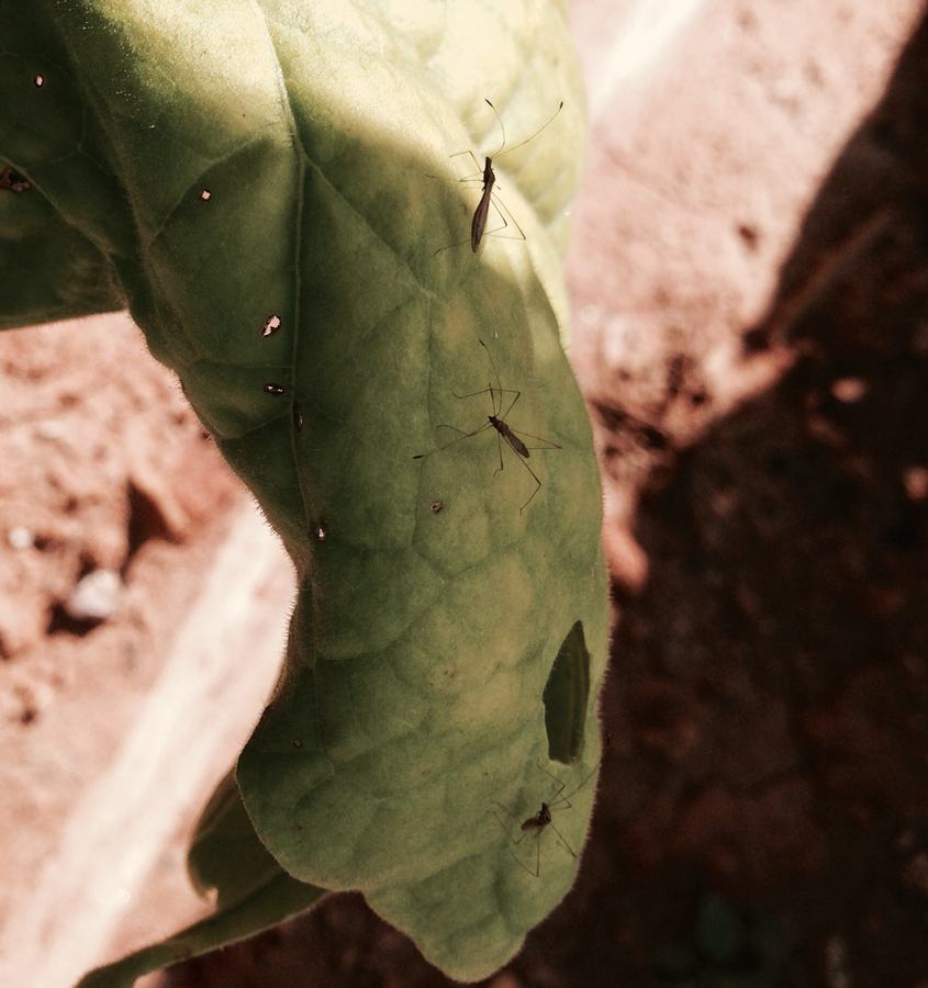 Multiple stilt bugs on a single leaf. Photo: Jeremy Slone