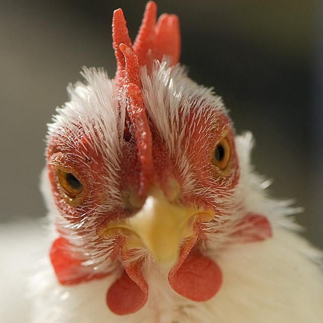 The head of a white chicken staring at you