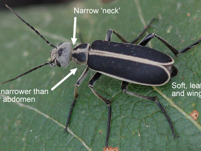 Figure 1. Blister Beetle Identifying Characteristics.