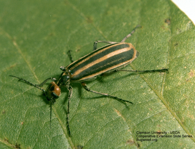 Figure 2.   The Striped Blister Beetle  (Epicauta vittata) Clemson Univ. USDA CES