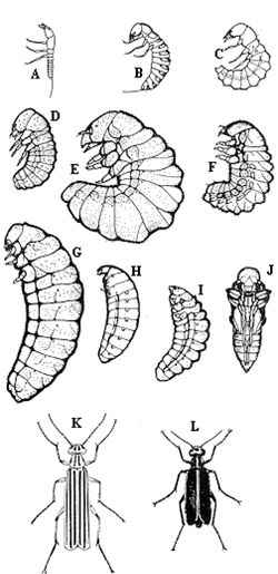 Figure 3.  Blister beetle developmental stages.  A-H.  Larvae, I. Prepupa, J. Pupa, K. Threestriped blister beetle, L. Margined blister beetle. http://ipm.ncsu.edu/AG271/soybeans/blister_beetle.html  Steve Bambara. 