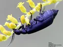 Black blister beetle clinging beneath a yellow flower spike; credit David Cappaert, Michigan State University, Bugwood.org