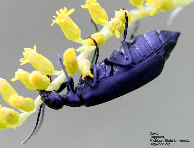 Figure 5.  The Black Blister Beetle  (Epicauta pensylvanica) David Cappaert