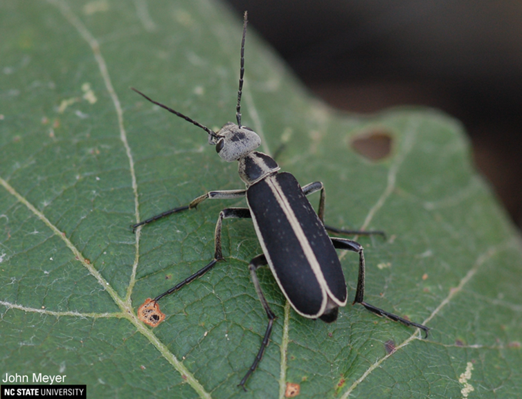 Figure 6.   The Margined Blister Beetle  (Epicauta funebris or pestifera) John Meyer