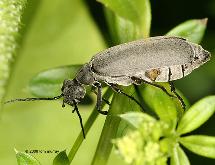 Figure 7.   The Ashgray Blister Beetle  (Epicauta fabricii) 2006 Tom Murray