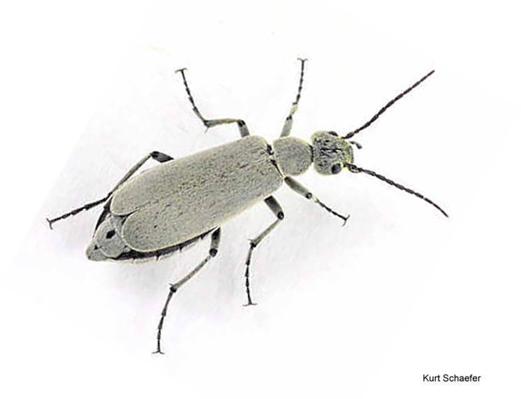 Figure 8.   The Obesa Blister Beetle (Epicauta obesa)