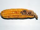 Sap beetle injury