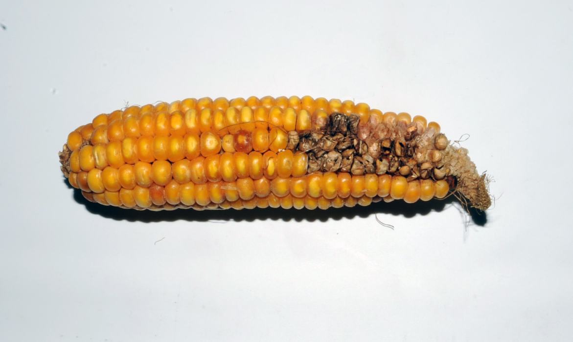 Sap beetle injury