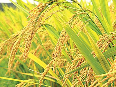 Ripening rice plants with drooping grain-filled panicles in a field