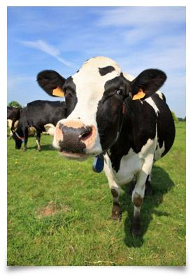 Cows