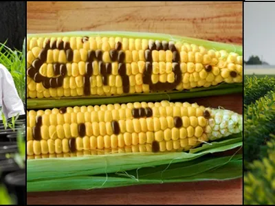 Scientists tending seedlings; corn ears with "GMO?" kernels; row crops and distant barn