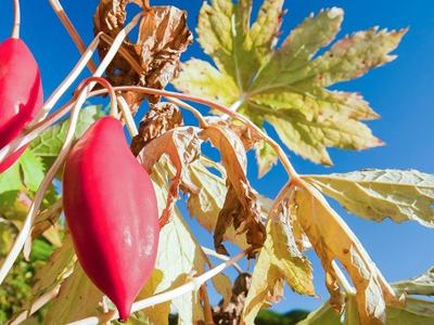 Two red tubular seed pods on a vine amid yellowing leaves against blue sky