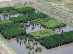 Constructed wetland test plots: rectangular vegetated islands in shallow flooded basins