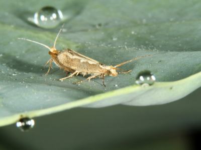 Small brown moth resting on a leaf with water droplets