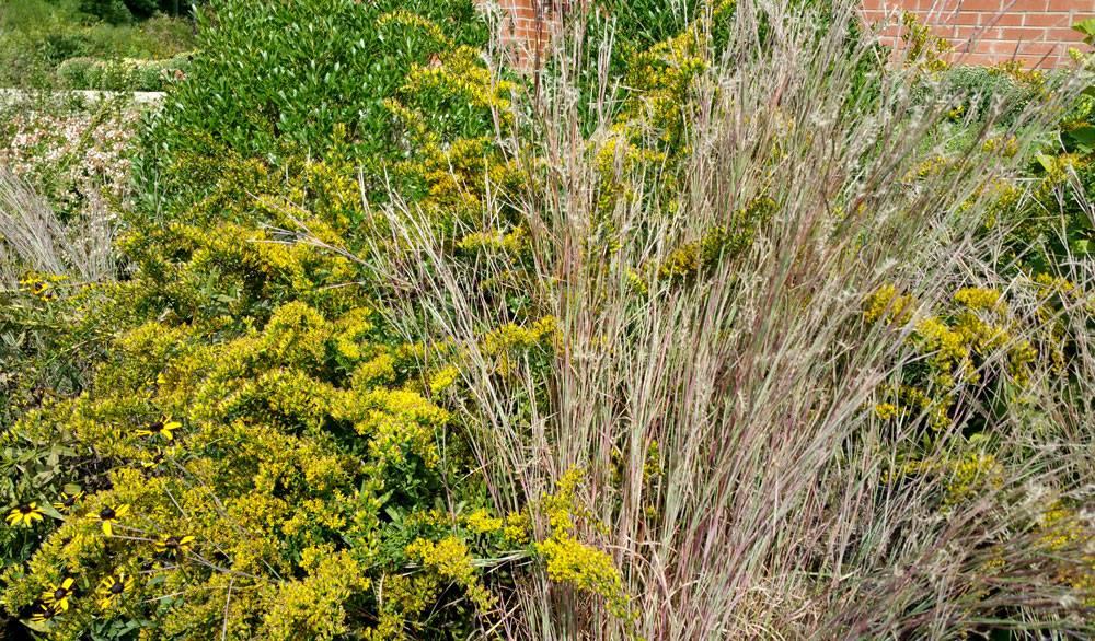 goldenrod with little bluestem
