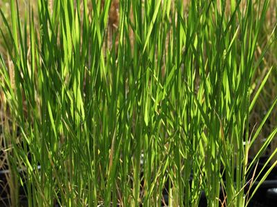 Potted young rice plants with tall green shoots in black nursery trays