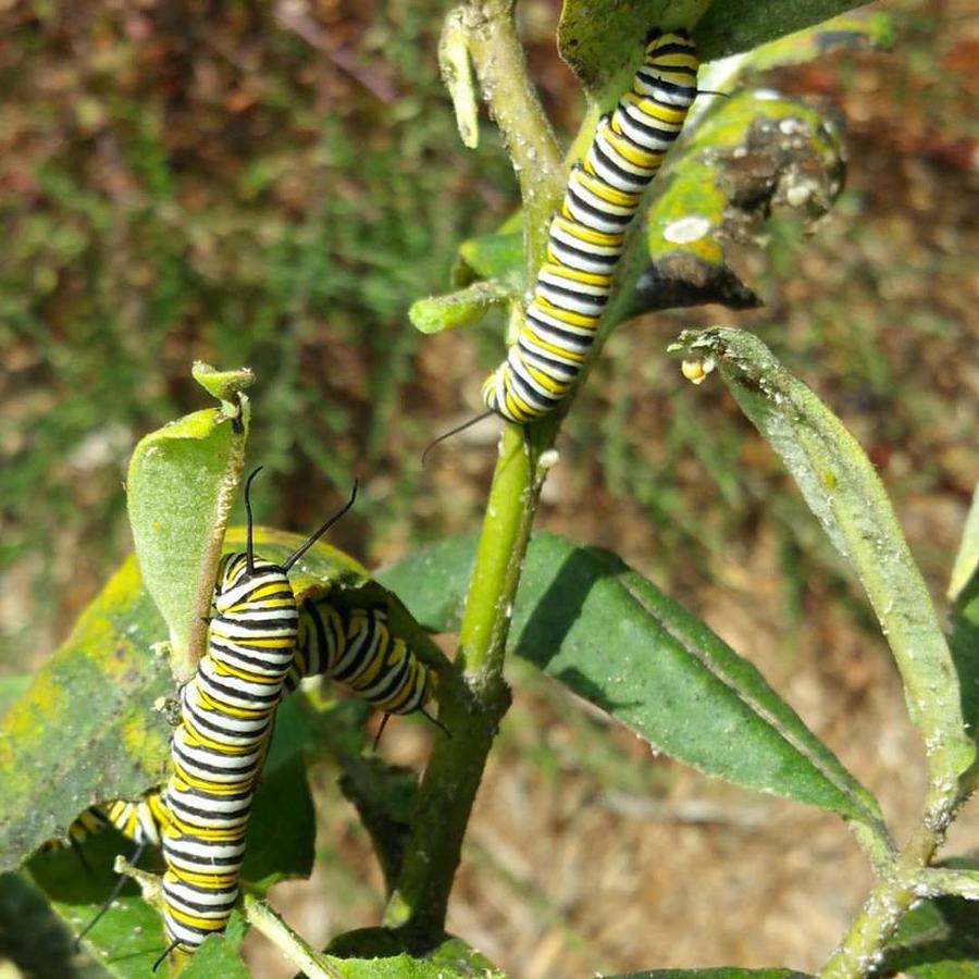 Monarch caterpillars on common milkweed