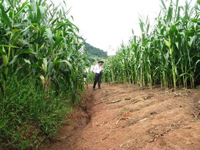 Person in hat walking between tall corn rows on a dirt path