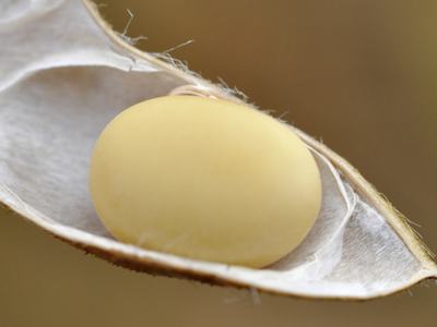 Single round beige seed resting in an opened dried pod