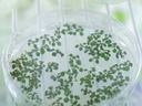 Small green plantlets growing on agar inside a clear petri dish