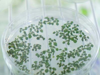 Small green plantlets growing on agar inside a clear petri dish