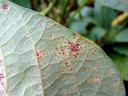 Leaf with many small reddish-brown rust spots; label 5470105 visible