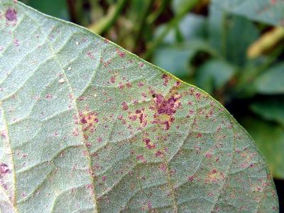 Leaf with many small reddish-brown rust spots; label 5470105 visible