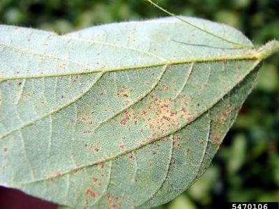 Leaf underside with red-brown rust spots and visible veins; label "5470106"