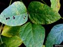 soybean rust Photographer: Daren Mueller, ISU, Bugwood.org