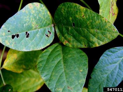 soybean rust Photographer: Daren Mueller, ISU, Bugwood.org