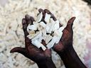 Dark-skinned hands holding a pile of white dried cassava pieces