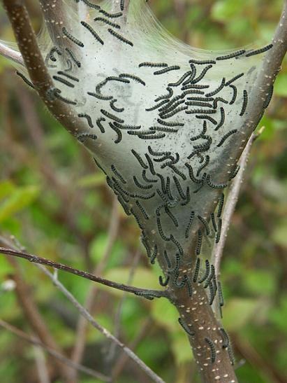 Eastern Tent Caterpillar