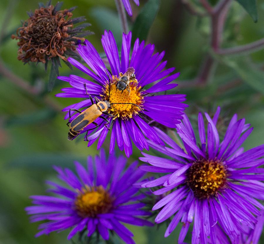 New York aster bloom