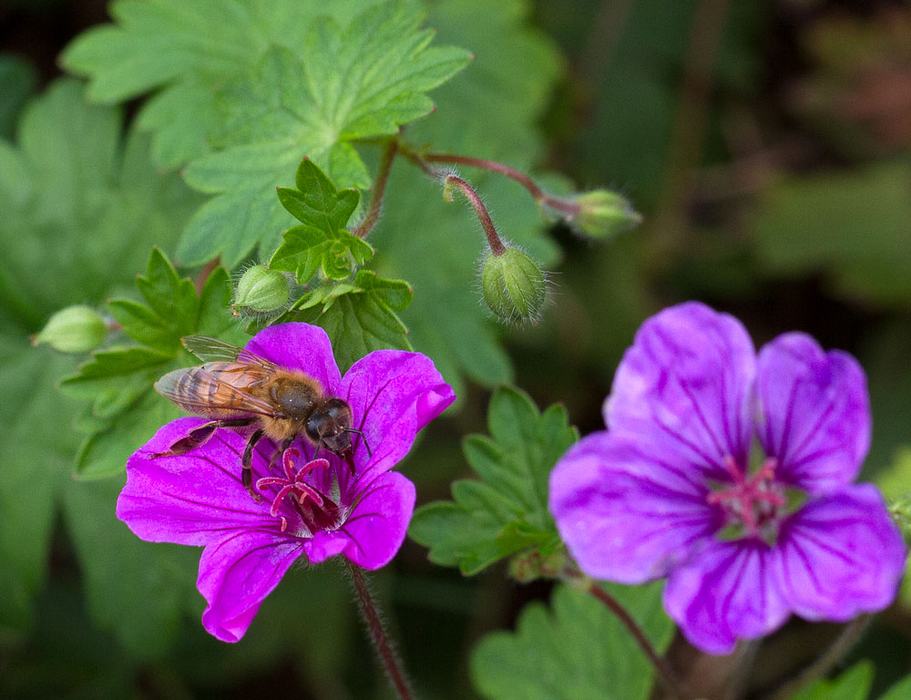 Honey bee on hardy geranium