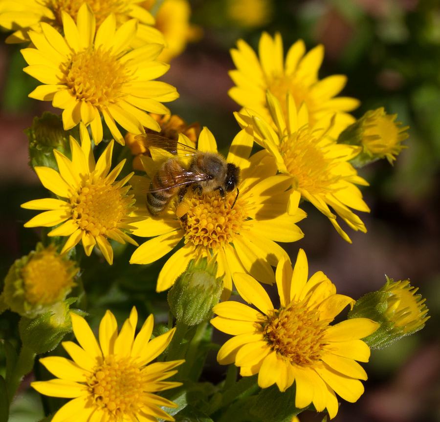 Honey bee on Maryland golden aster 