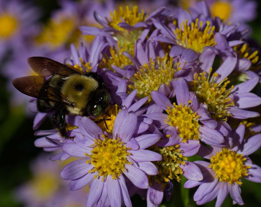 Carpenter bee on Jin Dai aster