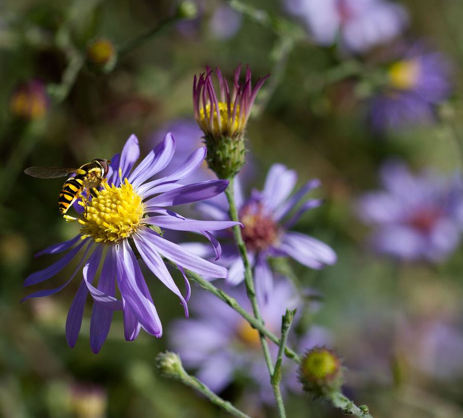 Syrphid fly on American clasping aster 