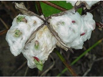 Seed sprouting in cotton lint