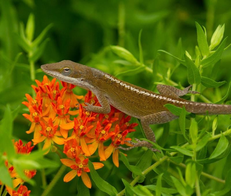 Carolina anole on butterfly weed.
