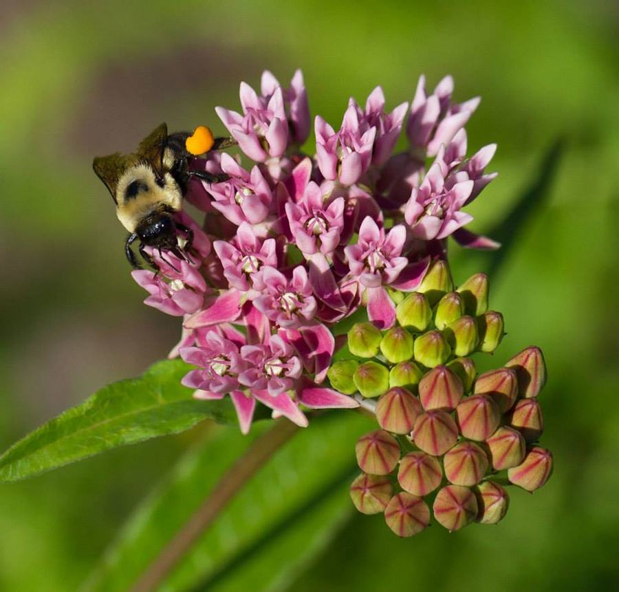 Bumble bee on red milkweed.