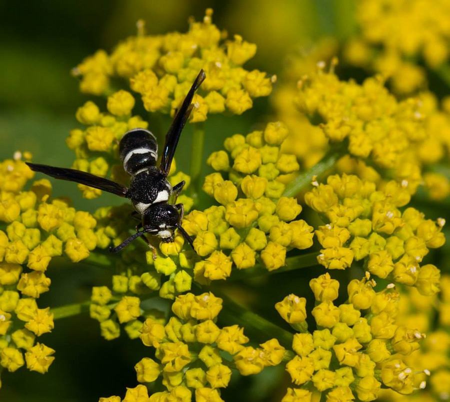 Mason wasp on golden alexander