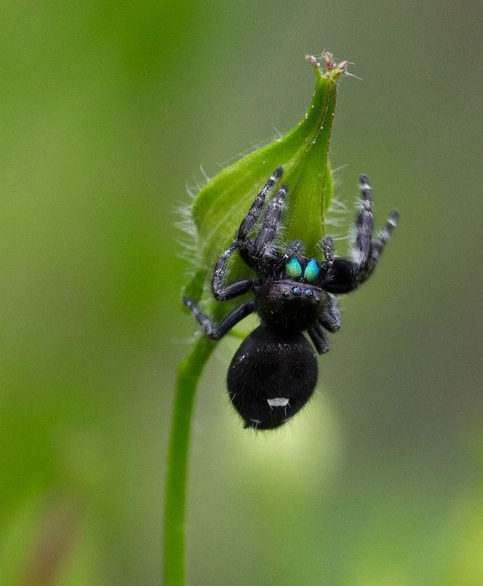 Daring jumping spider.